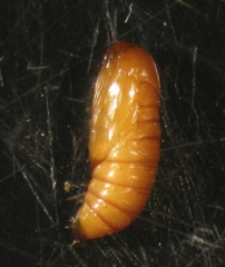 Chrysalide de cochylis,<em> Eupoecilia ambiguella</em>, trapue et plutôt rougeâtre.