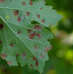 On peut distinguer des poils hypertrophiés dans une galle d'érinose en fin de cycle végétatif : <b><i>Colomerus vitis</i></b>