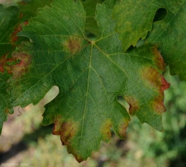 Taches de mildiou sur feuilles.