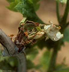 Jeune pousse quasiment détruite par <b><i>Xylophilus ampelinus</i></b> (nécrose bactérienne)