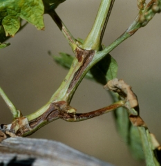 Lésions longitudinales huileuses plus ou moins chancreuses sur rameaux et éclatement de sarment indiquent la présence de la nécrose bactérienne.<b><i>Xylophilus ampelinus</i></b>.