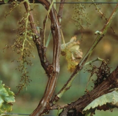 Ce pied atteint par la nécrose bactérienne à présenté une coulure importante des boutons floraux. <b><i>Xylophilus ampelinus</i></b> 