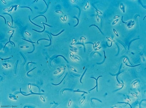 Mélange de spores alpha et beta de <b><i>Phomopsis viticola</i></b> (excoriose)