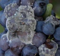 Sur ces baies de raison on constate à la fois de la pourriture grise (<b><i>Botrytis cinerea</i></b>) et de la pourriture bleue (<b><i>Penicillium expansum</i></b>).