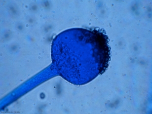 Columelle de <i><b>Rhizopus stolonifer</b></i> sur laquelle subsistent encore quelques spores. (pourriture à <i>Rhizopus</i>)