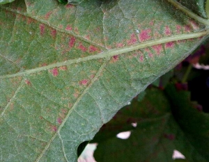 Détail des lésions occasionnées sur la face inférieure du limbe par <i><b>Eotetranychus carpini</b></i>. (Acarien jaune des charmilles)