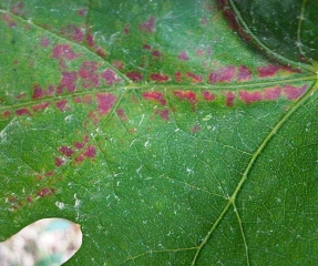 Détail des lésions occasionnées sur la face supérieure du limbe par <i><b>Eotetranychus carpini</b></i>. (Acarien jaune des charmilles)