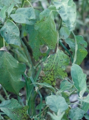 La plupart des feuilles de ce pied d'aubergine sont plus ou moins couvertes de taches brunes à noires plus ou moins étendues. <i><b>Alternaria beringelae</b></i> (ex <i>Alternaria solani</i>, alternariose, early blight)