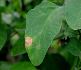 Une tache nécrotique, beigeâtre, est bien visible sur cette feuille d'aubergine. <i><b>Botrytis cinerea</b></i> (moisissure grise, grey mold)