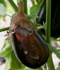 Une large pourriture brun rougeâtre et molle s'est développée tout autour de la cicatrice pédonculaire de ce fruit mûr. Les sépales sénescents ont servi de base nutritive au champignon. <i><b>Botrytis cinerea</b></i> (moisissure grise, grey mold)