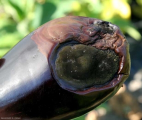 <b><i>Cladosporium</i> sp.</b> (cladosporiose) sur fruit d'aubergine1