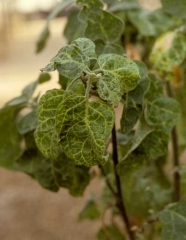 <b>Virus de la marbrure et du rabougrissement de l'aubergine</b> (<i>Eggplant mottled dwarf virus</i>, EMDV) sur aubergine10