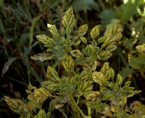 Phytoplasma_aubergine_DB_279