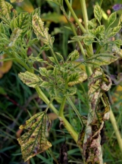 Phytoplasma_aubergine_DB_155