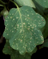 Petites taches arrondies ou parfois légèrement angulaires d'abord brunes dont le centre devient plus clair (gris) et se fend. <i><b>Stemphylium solani</b></i> (stemphyliose, grey leaf spot)