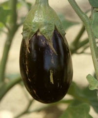 <b>Thrips</b> sur aubergine10