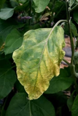 <b><i>Verticillium dahliae</i></b> (verticilliose, <i>Verticillium</i> wilt) sur aubergine15