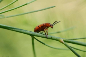 JCS63_Crioceris_duodecimpunctata_01