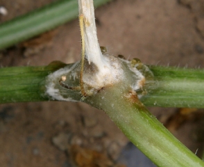 <i><b>Sclerotinia sclerotiorum</b></i>1