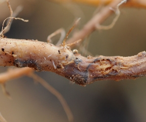 Sur cette racine altérée, on note des lignes noires au sein du cortex racinaire plus ou moins pourri : ce sont des pseudo-stromas de <b><i>Phomopsis sclerotioides</i></b> (pourriture noire des racines)