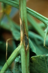 Chancres elliptiques, marron clair, sur tige de melon couverts dans leur partie centrale d'un velouté vert sombre. </b><i>Cladosporium cucumerinum</i></b>