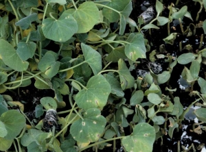 Jeunes plantules de courge (à gauche) et de melon (à droite) attaquées par <i>Cladosporium cucumerinum</i>. Les plants de courge plus développés ne présentent que quelques taches foliaires. Les melons au stade 2 cotylédons étalés sont particulièrement affectés; des chancres sont visibles sur l'épicotyle, certains plants sont même décapités. <i></b>Cladosporium cucumerinum</b></i>