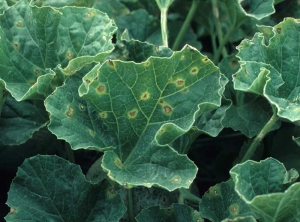 Taches grisâtres sur feuille de melon, brunes en périphérie, parfois anguleuses, entourées d'un halo jaune. </b><i>Cladosporium cucumerinum</i></b>