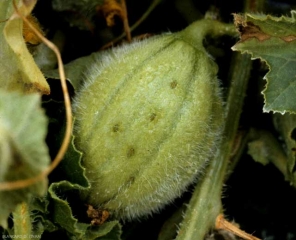 Petites taches huileuses en forme de lèvre sur jeune fruit de melon. <i><b>Cladosporium cucumerinum</b></i> (cladosporiose)