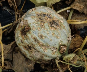 C-cucumerinum_melon_DB_379