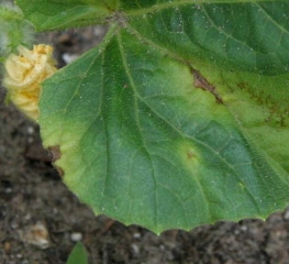 Feuille de <b>melon</b> contaminée par <b><i>Cladosporium cucumerinum</i></b> (cladosporiose ou nuile grise, cucumber scab)