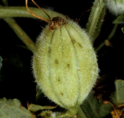 Plusieurs petites lésions graisseuses, chancreuses, et elliptiques sont présentes sur ce jeune fruit de melon.
<b><i>Cladosporium cucumerinum</i></b> (cladosporiose)