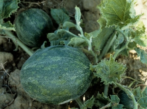 Feuilles de melon cloquées aux contours dentelés, fruit légèrement mosaïqué. <b>Virus de la mosaïque jaune de la courgette</b> (<i>Zucchini yellow mosaic virus</i>, ZYMV)