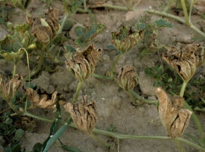  La totalité des feuilles de ce pied de melon sont entièrement desséchées restant dressées et enroulées sur la plante. <b><i>Pseudoperonodpora cubensis</i></b> (mildiou)