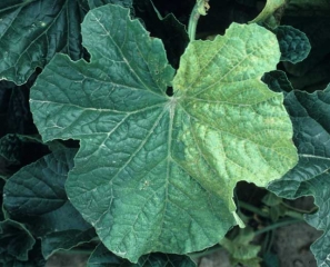 L'éclaircissement des nervures et la chlorose d'une moitié de la feuille (unilatéralement) sont souvent les premiers symptômes visibles. <b><i>Fusarium oxysporum</i> f. sp. <i>melonis</i></b>