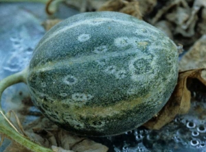 Taches en anneaux sur fruit vert. <b>Virus de la mosaïque jaune de la courgette </b>(<i>Zucchini yellow mosaic virus</i>, ZYMV)