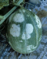 Grandes taches blanches, légèrement en relief sur fruit vert. <b>Virus de la mosaïque jaune de la courgette </b>(<i>Zucchini yellow mosaic virus</i>, ZYMV)