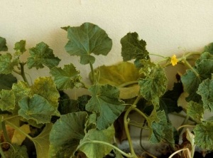 Nombreux plants de melon présentant des feuilles mosaïquées et d'apparence plus dentelée. <b>Virus de la mosaïque du concombre</b> (<i>Cucumber mosaic virus</i>, CMV)