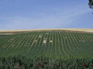 Plusieurs foyers de plantes dépérissantes sont visibles dans cette parcelle de melon <b><i>Fusarium oxysporum</i> f. sp. <i>melonis</i></b> (fusariose)