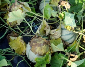 Sur ce pied de melon, on distingue bien plusieurs feuilles chlorotiques et flétries.
<i><b>Phomopsis sclerotioides</b></i> (pourriture noire racinaire)