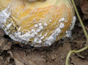 <i><b>Sclerotinia sclerotiorum</b></i> sur melon