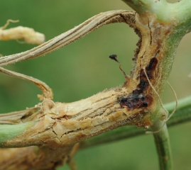 Cette lésion est plus ou moins subérisée en surface, aussi des éclatements longitudinaux se sont produits sur la tige. Notez la présence d'un exsudat gommeux brun rougeâtre. <i><b>Macrophomina phaseolina</b></i>