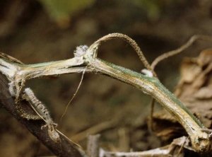 <b><i>Fusarium oxysporum</i> f. sp. <i>cucumerinum</i></b> sur concombre