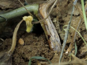 Sur cette large lésion nécrotique présente sur le bas de cette tige de melon,<b><i>Fusarium oxysporum</i> f. sp. <i>melonis</i></b> a fortement sporulé. On distingue parfaitement les nombreuses sporodochies blanc rosâtre du champignon couvrant partiellement la lésion. (fusariose)