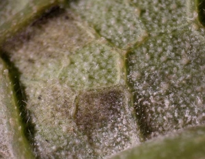 Sous cette feuille on distingue deux types de sporulations à ne pas confondre : une blanche liée au développement de l'oïdium, l'autre mauve foncé produite par <i><b>Pseudoperonospora cubensis</b></i> (mildiou)