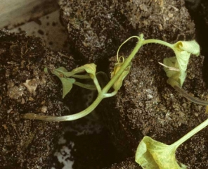 La partie basse de la tige de ce jeune plant de melon montre une lésion humide et sombre la ceinturant sur plusieurs centimètres. <b><i>Pythium </i>sp.</b>