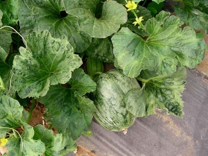 Sur cette plante quelques feuilles sont plus ou moins intensément cloquées. Notez que le fruit est mosaïqué. <b>Virus de la mosaïque de la pastèque</b> (<i>Watermelon mosaic virus</i>, WMV)