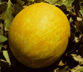 Discrète mosaïque sur fruit mûr. <b>Virus de la mosaïque de la pastèque</b> (<i>Watermelon mosaic virus</i>, WMV)