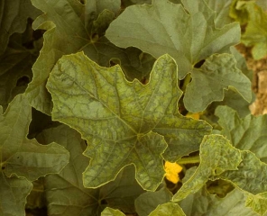 Exemple de symptômes de vein banding sur feuille de melon. <b>Virus de la mosaïque de la courge</b> (<i>Squash mosaic virus</i>, SqMV)