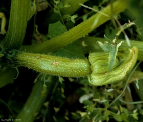 Tache évoluée sur fruit de courgette : les tissus se sont creusés et ont pris une teinte beige. <b><i>Cladosporium cucumerinum</i></b> (cladosporiose ou nuile grise, cucumber scab)<b><i>Cladosporium cucumerinum</i></b> (cladosporiose ou nuile grise, cucumber scab), courgette 9