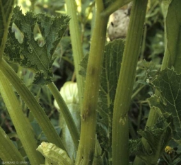 C_cucumerinum_courgette_DB_538